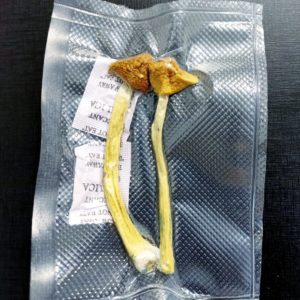 Psilocybe Cubensis 10g Selados à vácuo