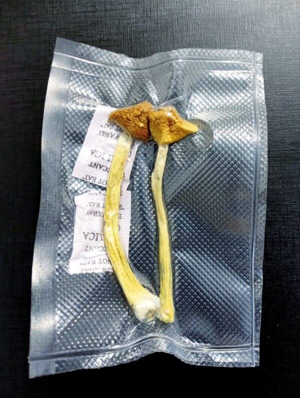 Psilocybe Cubensis 200g Selados à vácuo