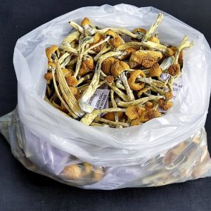 Psilocybe Cubensis 80g Embalagem Única