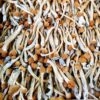 Psilocybe Cubensis 250g Albino + 250g Cambodian Embalagem Única - Image 3