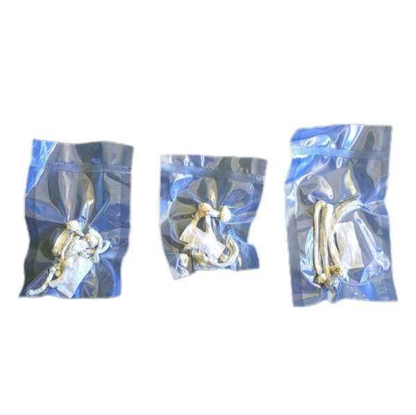 Albino Psilocybe Cubensis 2g Selados à vácuo - Image 2